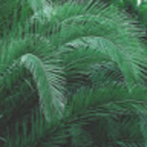 Meet your Posher, Audrey-ann